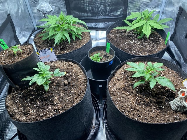 Auto Run #1 2025-2026 — vegetative, day 36