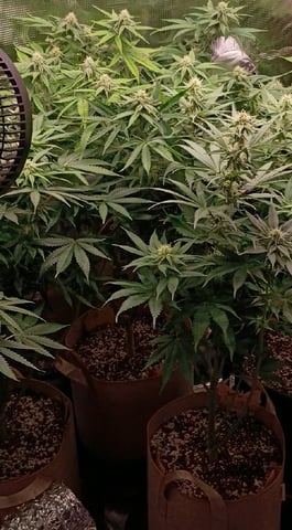 TentPlantLightFan — flower, day 98