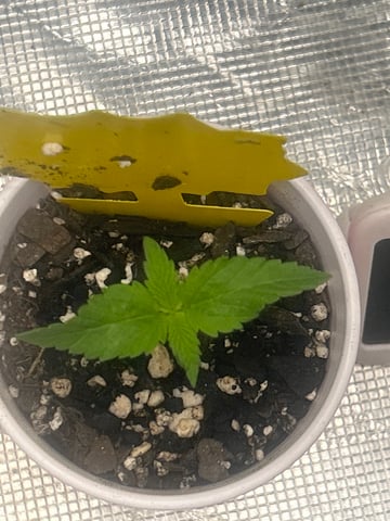 2nd Run — seedling_rooting, day 9