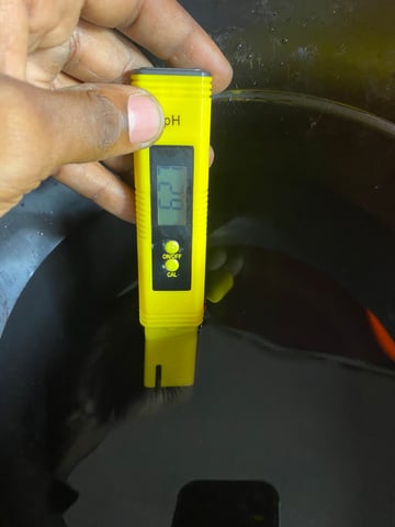 Gorilla Melon — seedling_rooting, day 11