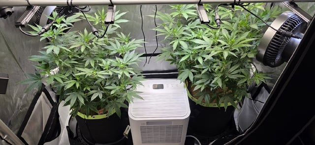 Girl Scout Cookies  — flower, day 111