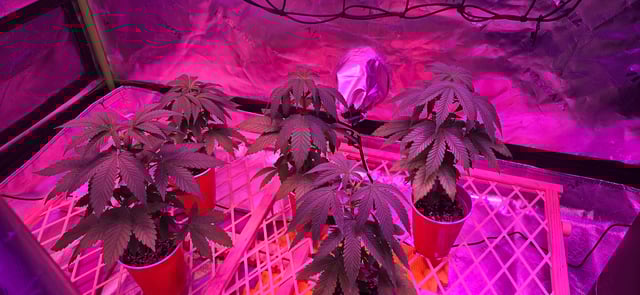basement grow — vegetative, day 36