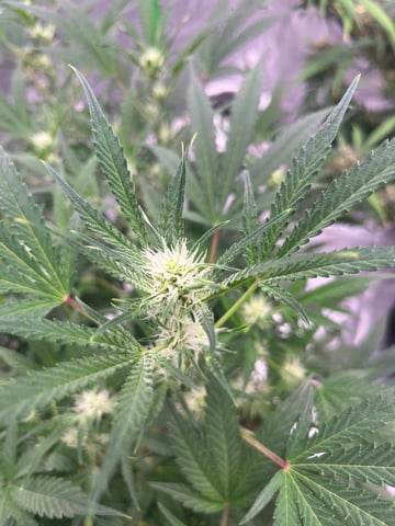 tropicana cookie purple  — flower, day 51