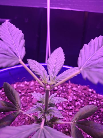 5 Random Seeds in a pot I found in my grinder. — vegetative, day 16