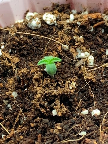 Papaya Frosting  — seedling_rooting, day 6