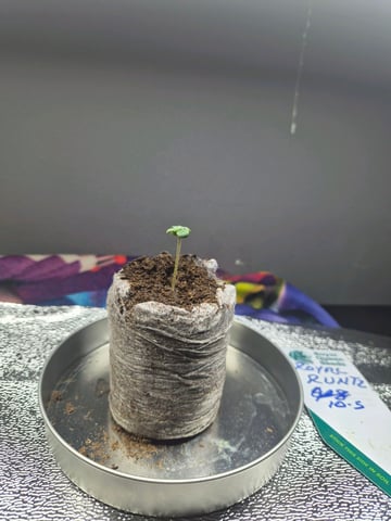 I'll get it right — seedling_rooting, day 5