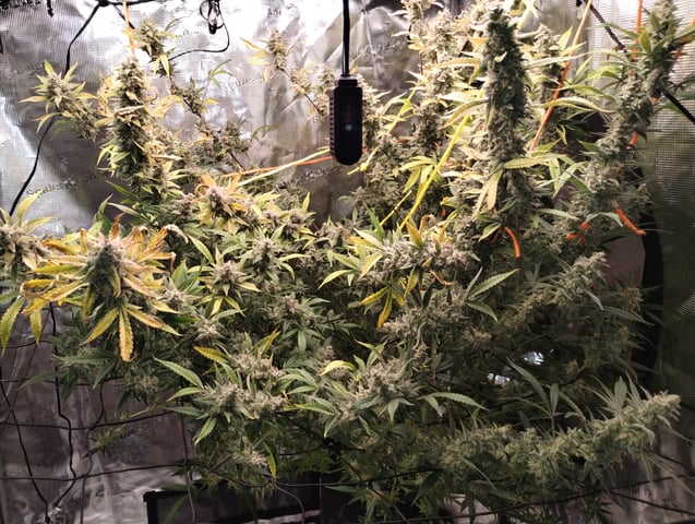 First grow — harvest, day 99