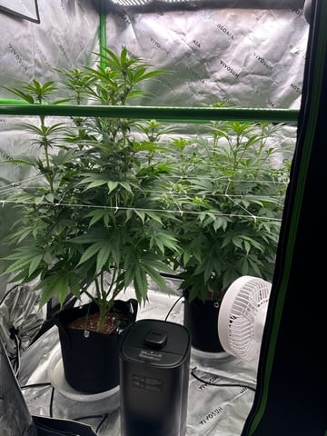 First grow — flower, day 58