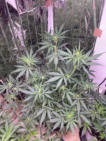 FIRST AUTO RUN — auto, day 21