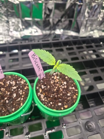 RQS Biscotti  — seedling_rooting, day 14