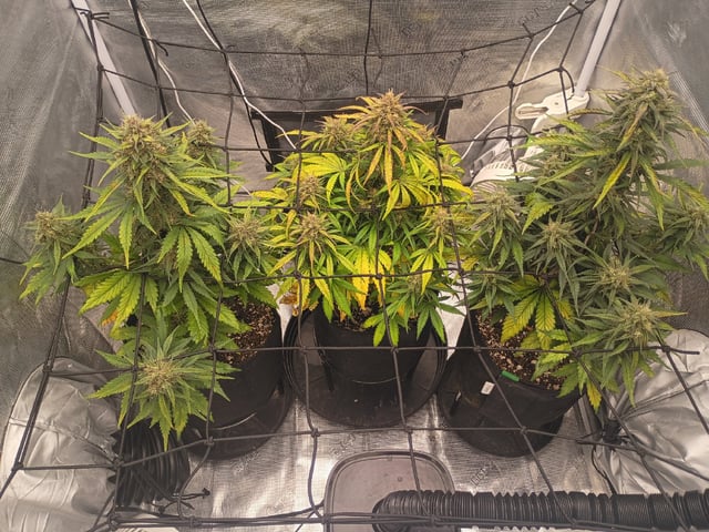 FastBuds-Auto Mix Pack-Quad Mystery — flower, day 57