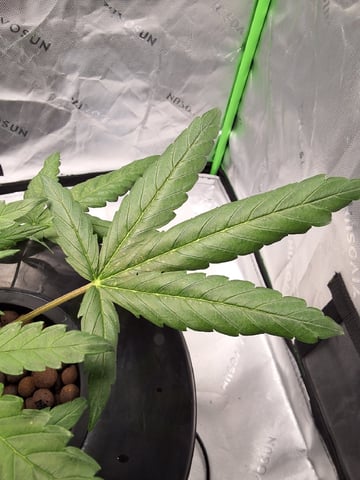 BABY SISTER — vegetative, day 38