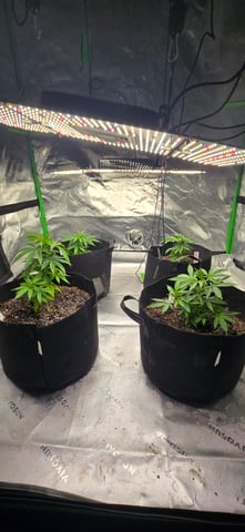 This grow may be interesting! — vegetative, day 63