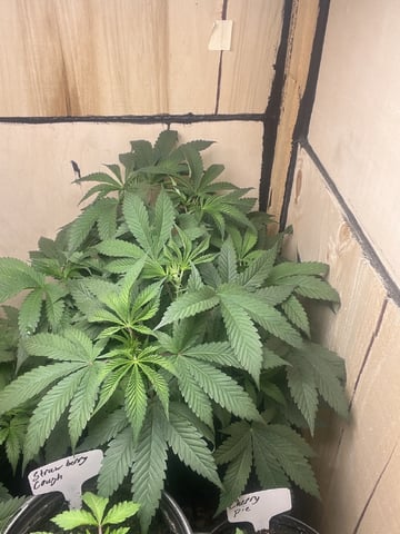 white 🕷️  — vegetative, day 52