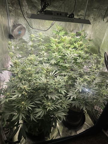 Acapulco Gold  — flower, day 79