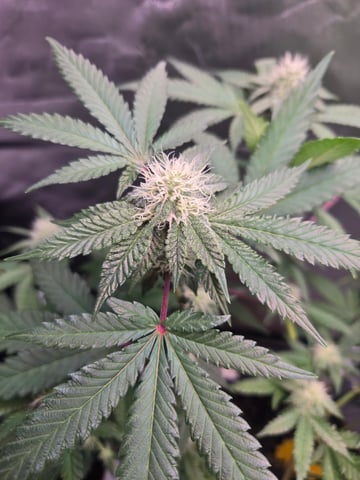 Looking for advice! — flower, day 71