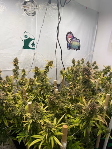 Indoor Grow  — flower, day 209