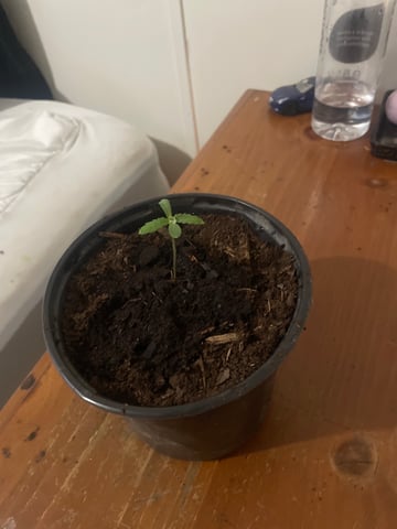 unknown  — seedling_rooting, day 14