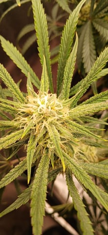 newest ggs setup grow — flower, day 60