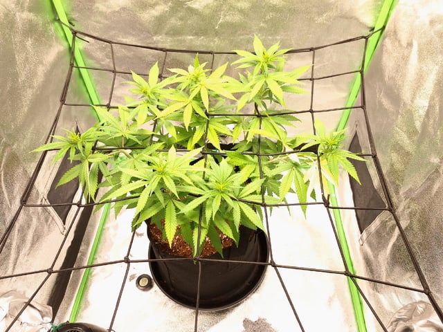 Blue Cheese from Barney's Farm — vegetative, day 12