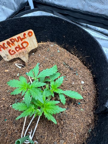  Acapulco gold auto July  — vegetative, day 13