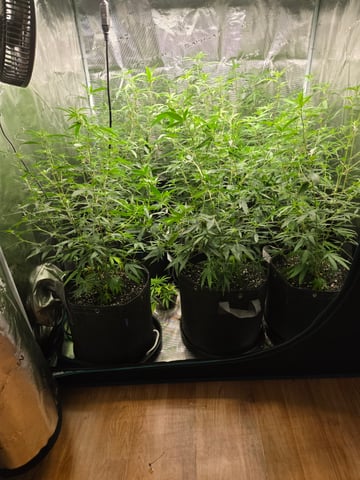 Blue Dream Clones — vegetative, day 41