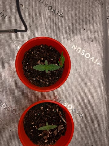 fruity pebbles, cap junky — seedling_rooting, day 17