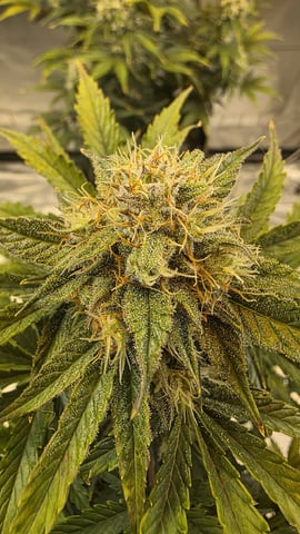 Bounce Back — vegetative, day 41