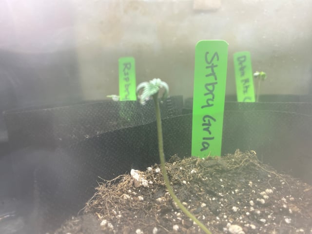 Auto Run #1 2025-2026 — seedling_rooting, day 7