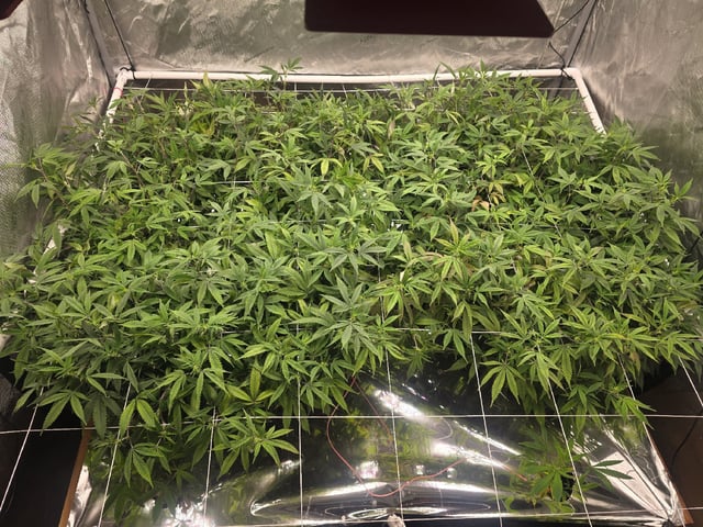 Dante's Inferno Rerun — flower, day 118