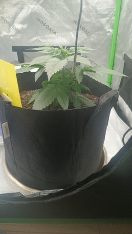 Critical Purple Kush — vegetative, day 40