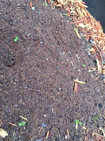 Bucket List Grow #1 — germination, day 3