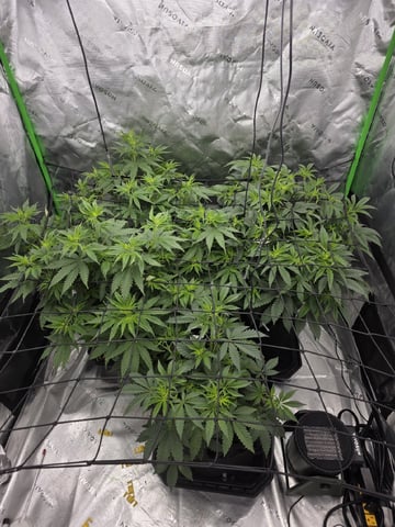 First Grow — done, day 201