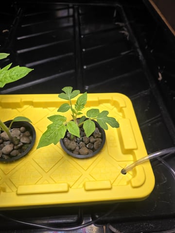 Hydro Roma Tomatoes  — seedling_rooting, day 12