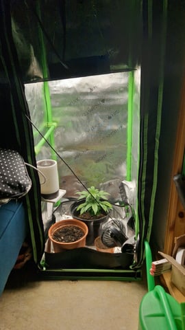 Sherbert Queen — grow_setup, day 1