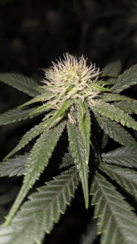 lilac diesel Rbx2 — flower, day 84