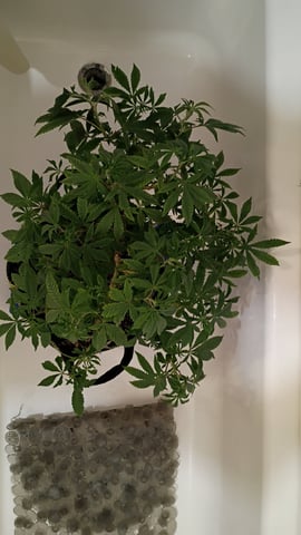 FKAFL — vegetative, day 63
