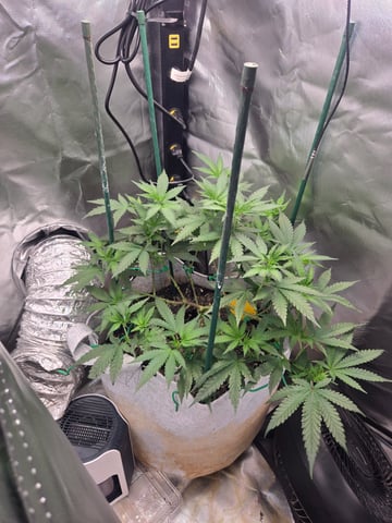 Looking for advice! — flower, day 50