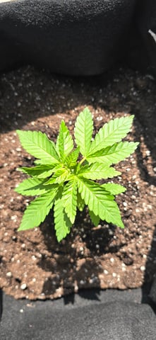 Mystery Weed Plant — vegetative, day 41