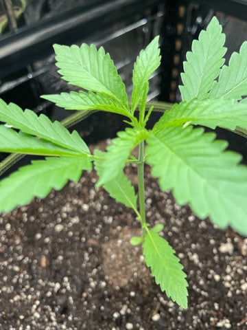 My First Grow — vegetative, day 16