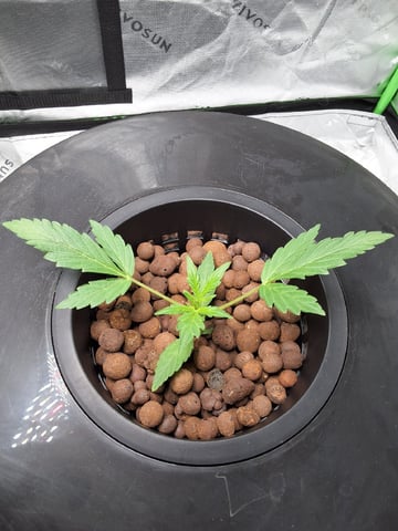 BABY SISTER — vegetative, day 24