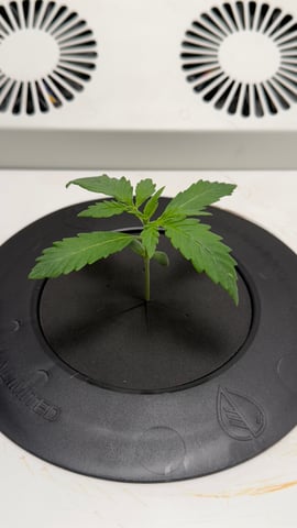 Northern Lights  — vegetative, day 16