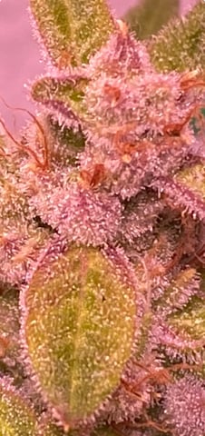 pineapple Express  — flower, day 42