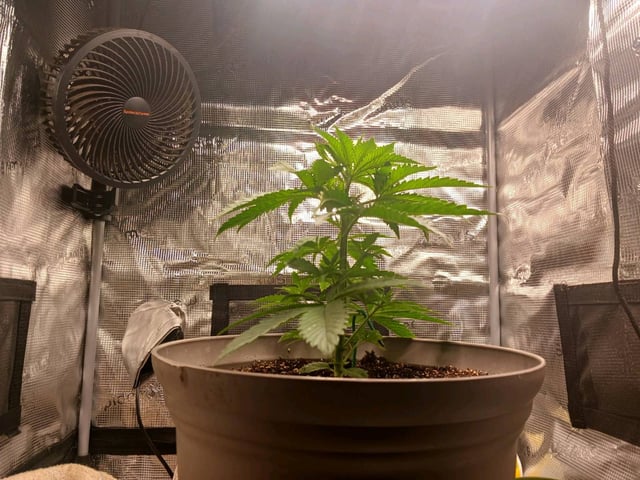 4th grow  — flower, day 154