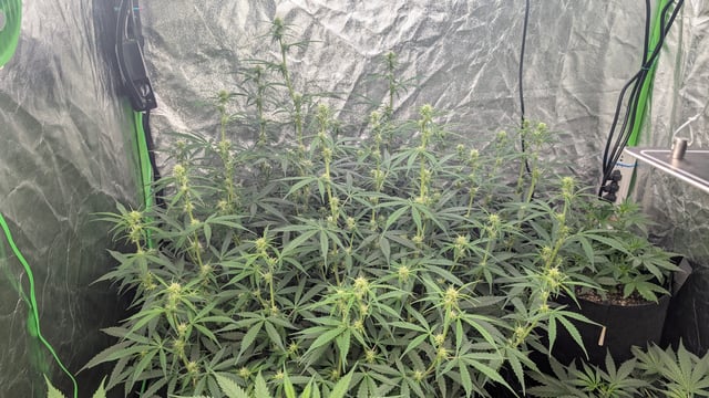 Strawberry Cheesecake Seedsman Seeds Autoflowers x2 — flower, day 50