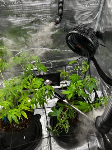 Am inside — vegetative, day 14