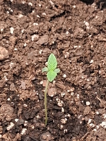 First Indoor Grow  — seedling_rooting, day 7