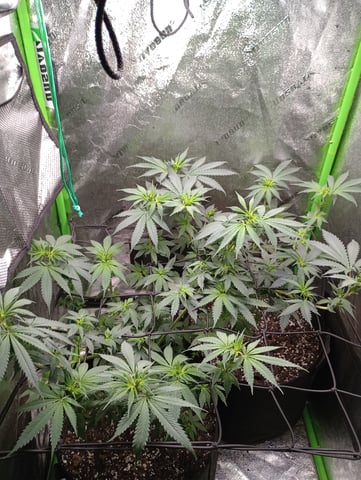All Aboard!!! — flower, day 69