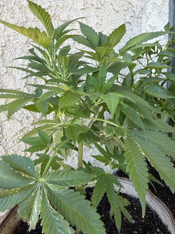 Sour Glue — flower, day 28
