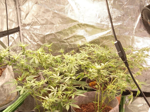 Blueberry critical kush x purple peyote wifi  and one L.a kush cake . — seedling_rooting, day 9